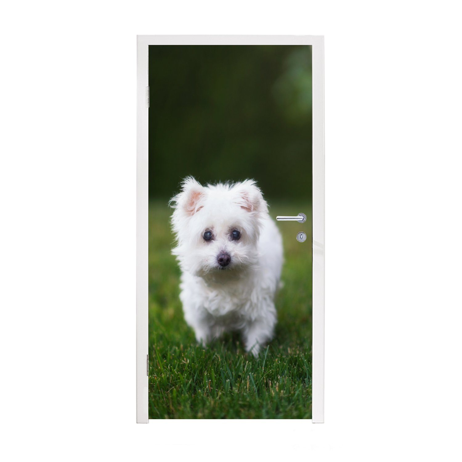 MuchoWow Türtapete Malteser Hund auf einer Wiese, Matt, bedruckt, (1 St), Fototapete für Tür, Türaufkleber, 75x205 cm