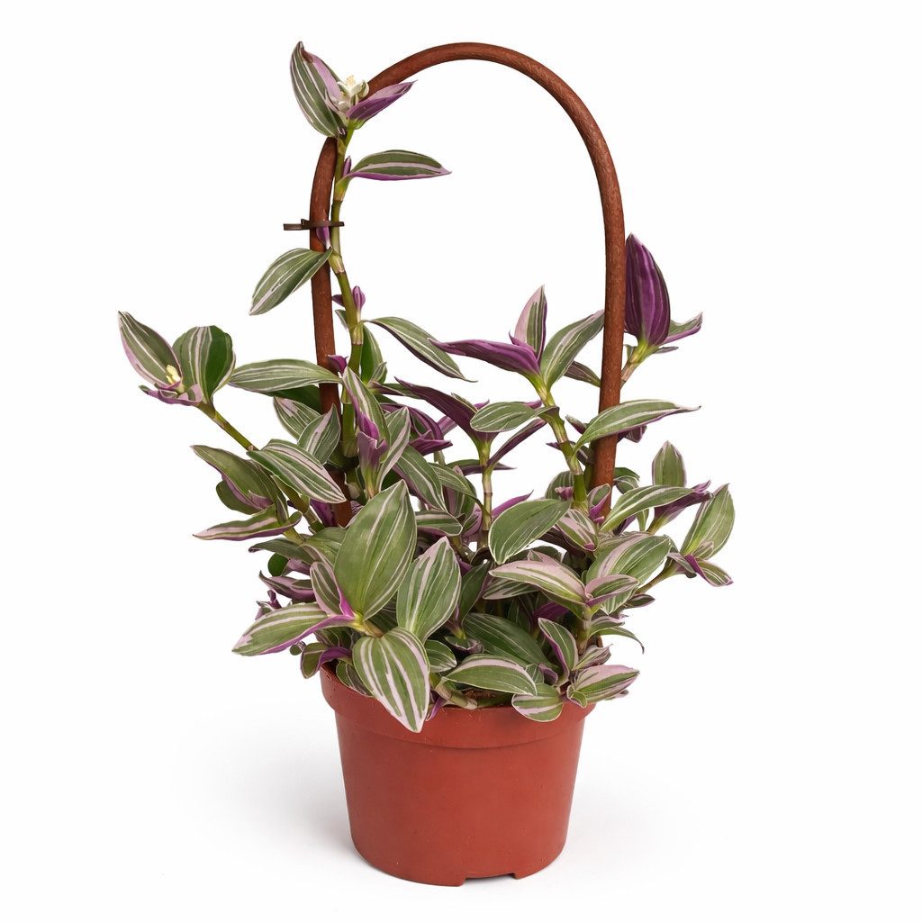 Exotenherz Zimmerpflanze Tradescantia "Nanouk" 12cm Topf pink