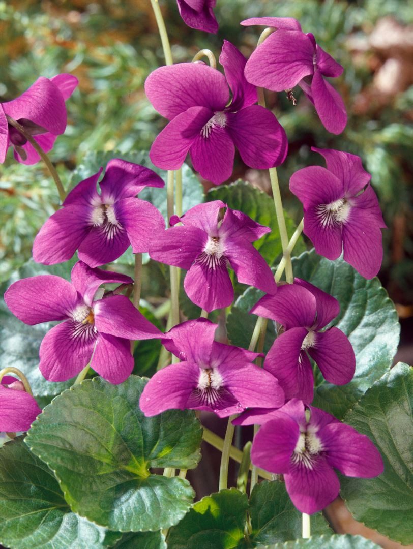 Pflanzen für Dich Staude Viola sororia Rubra, 1 St., Veilchen, Wiesenveilchen