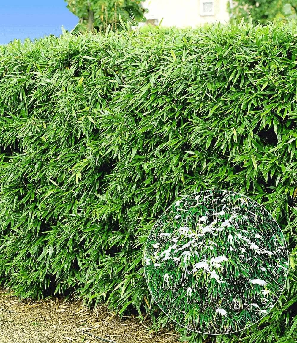 BALDUR Garten Bambus Winterharte Bambus-Hecke im 2-Liter Container, 5 St., Bambusbaum, immergrün, winterhart, blickdicht, schnell wachsend