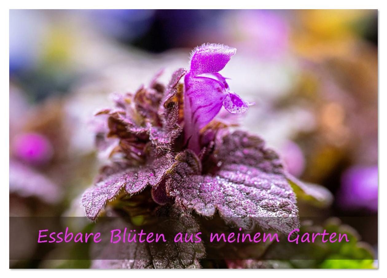 CALVENDO Wandkalender Essbare Blüten aus meinem Garten (Tischkalender 2026 DIN A5 quer), CAL