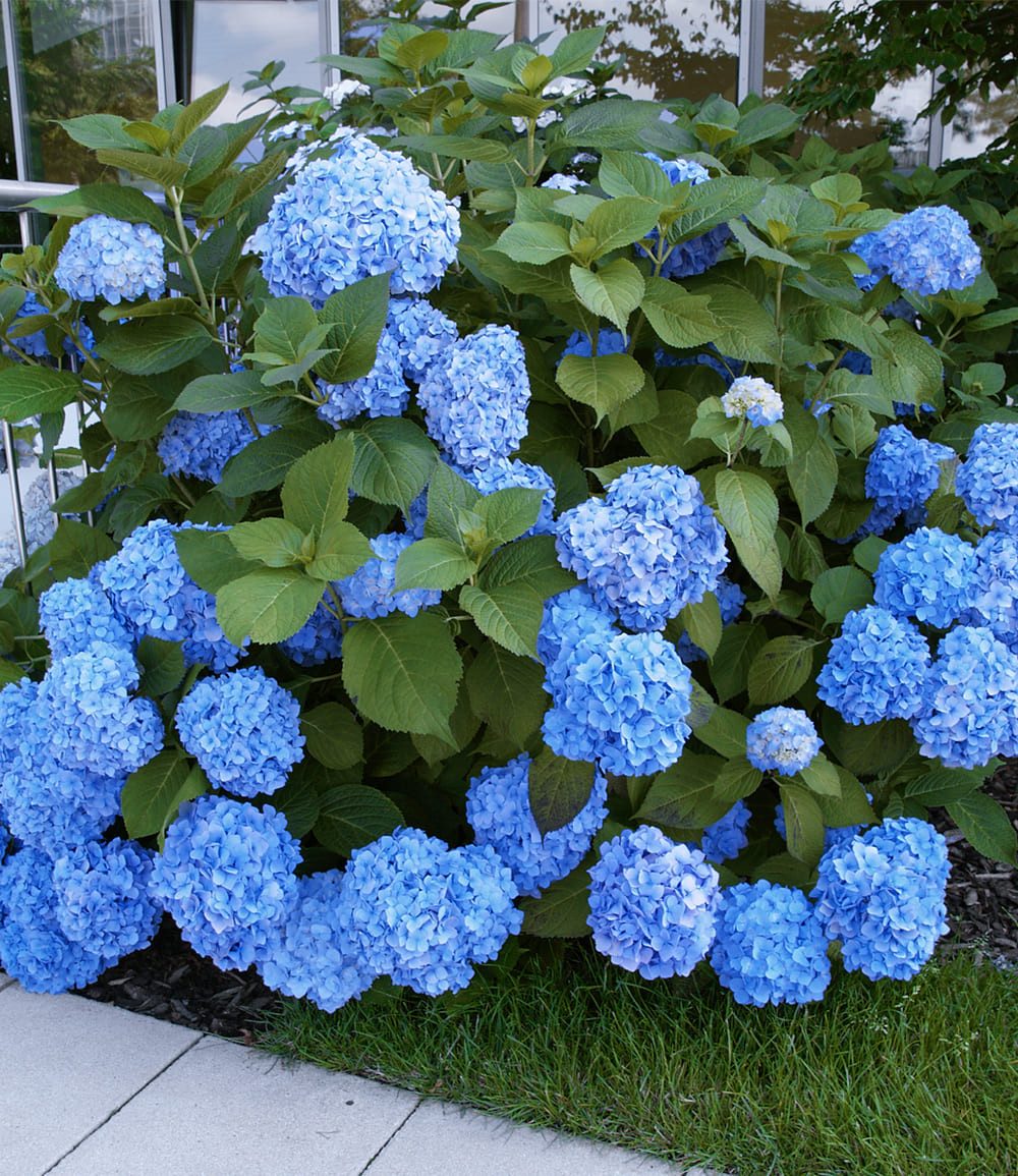 BALDUR Garten Zierstrauch Bauern-Hortensie 'Générale Vicomtesse de Vibraye®', 1 St., Ballhortensien,winterhart, mehrjährig, pflegeleicht