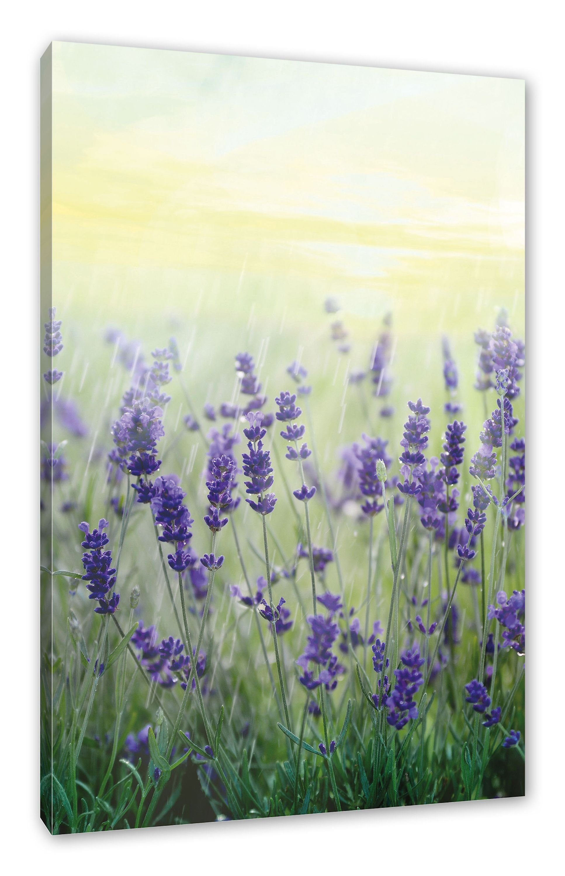 Pixxprint Leinwandbild Schöner Lavendel im Regen, Schöner Lavendel im Regen (1 St), Leinwandbild fertig bespannt, inkl. Zackenaufhänger