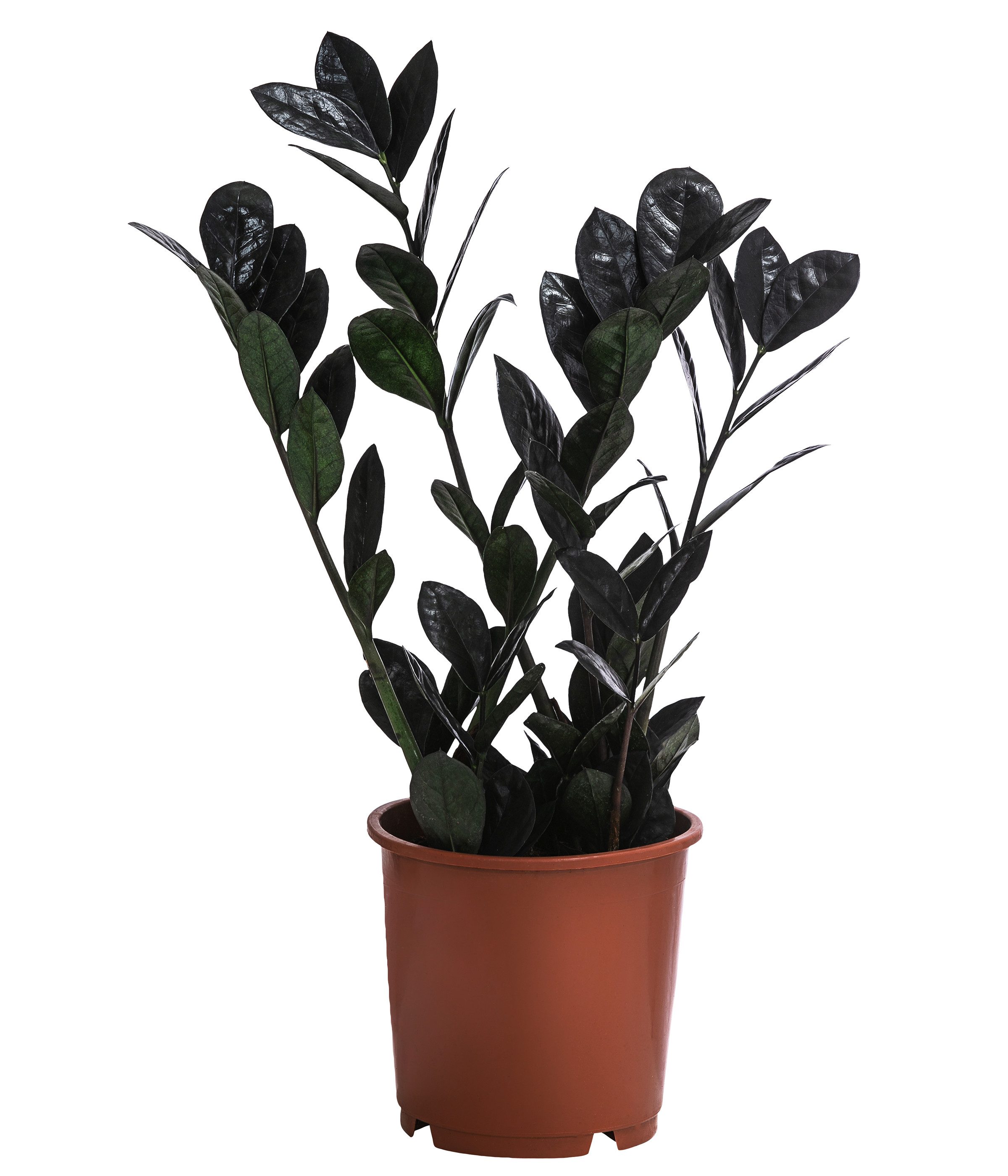 Dehner Zimmerpflanze Glücksfeder Raven, Zamioculcas zamiifolia, dunkelgrün-schwarze Triebe