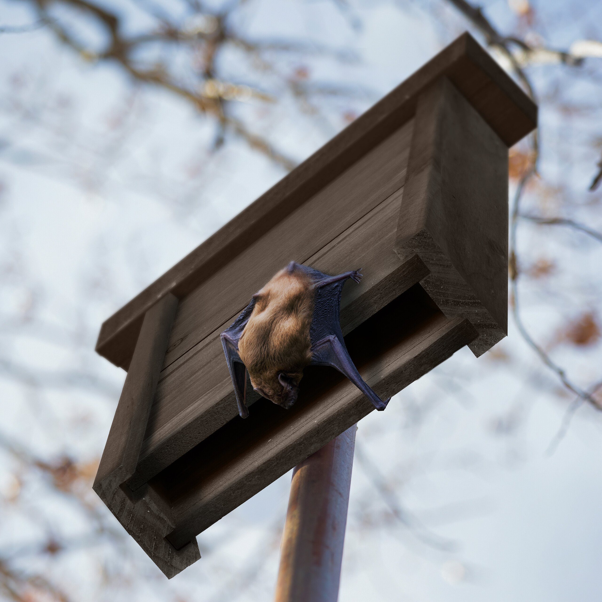 aus Fledermauskasten relaxdays Holz Brauner Vogelhaus