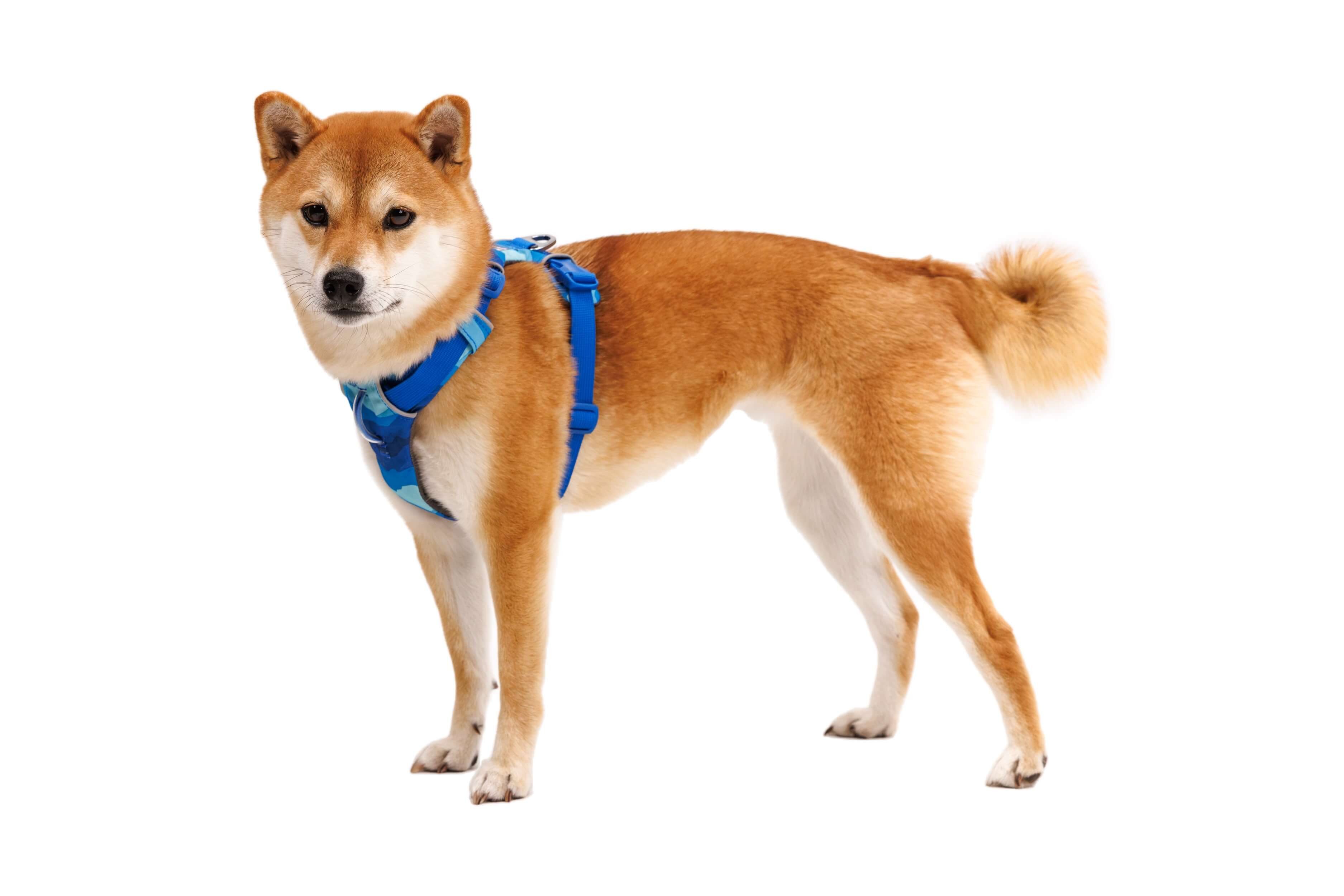 Ruffwear Hunde-Geschirr Front Range Harness günstig online kaufen