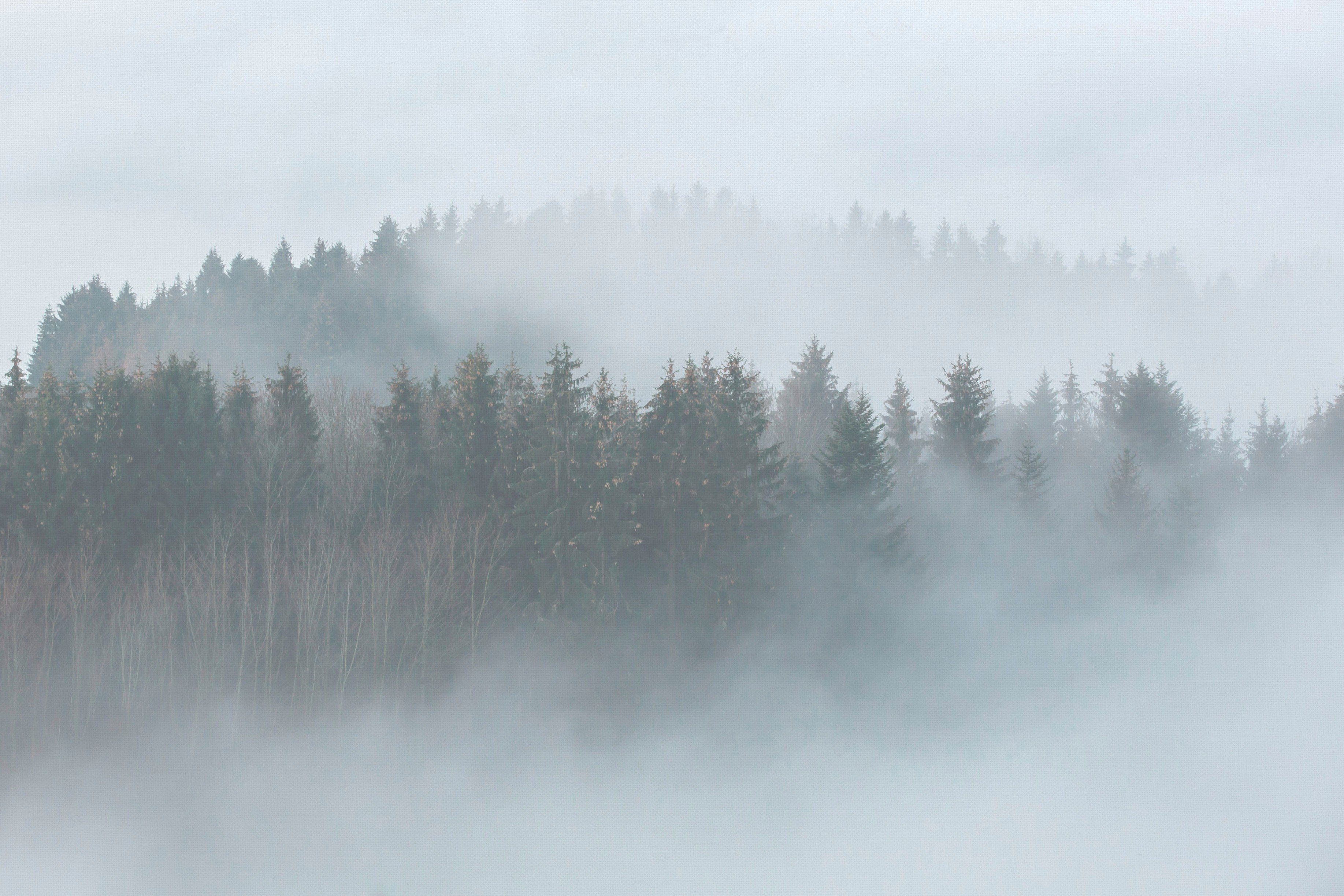 Leinwandbild Nebel St), Création Wald Bild Keilrahmen Forest, A.S. Misty (1