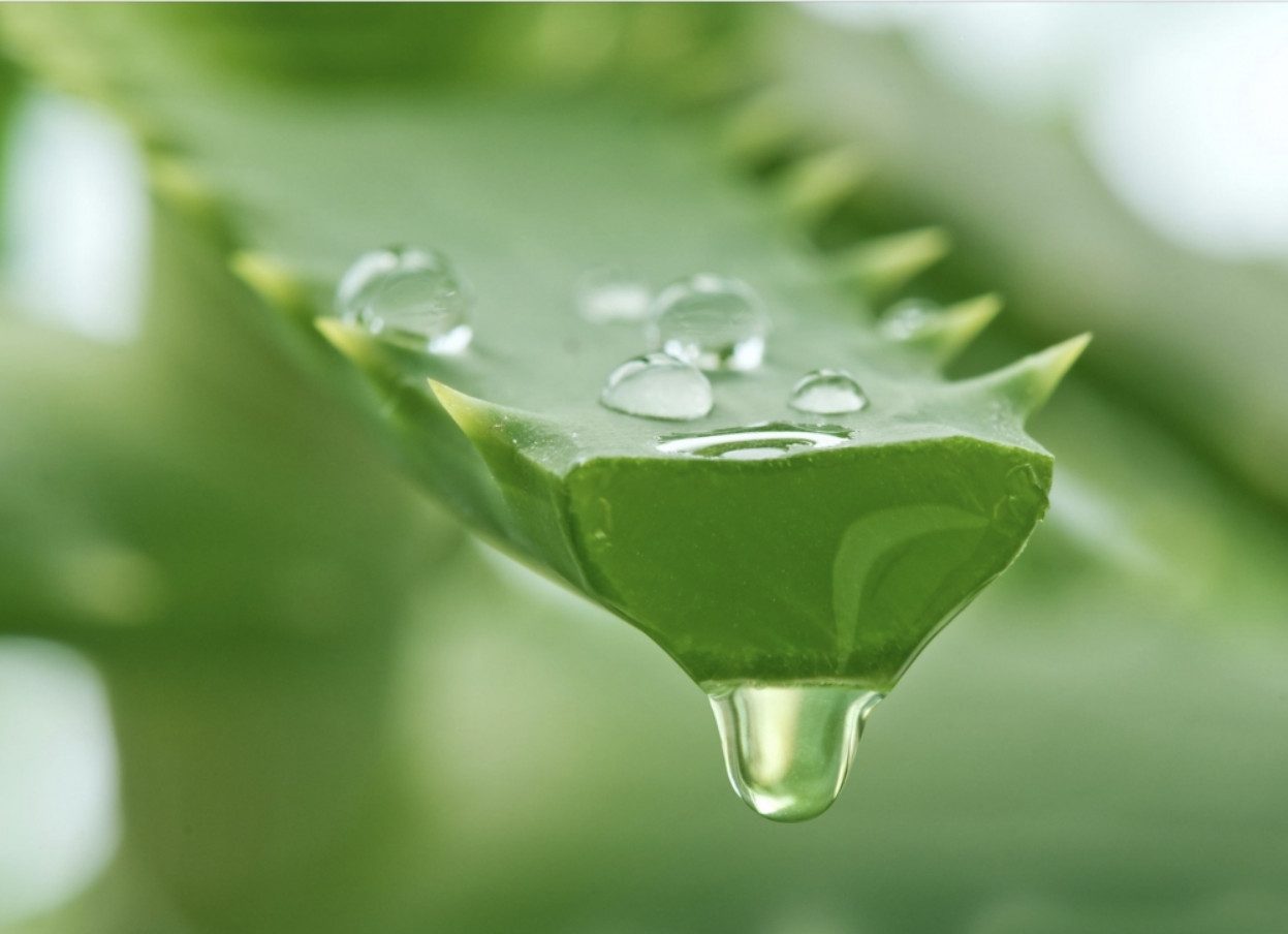 Kräuterhof Körpergel KräuterhoF Aloe Vera Gel 200 ml beruhigendes Hautgel, 1-tlg., Hoher Aloe-Vera-Anteil (96), Erfrischende, leichte Gel-Textur