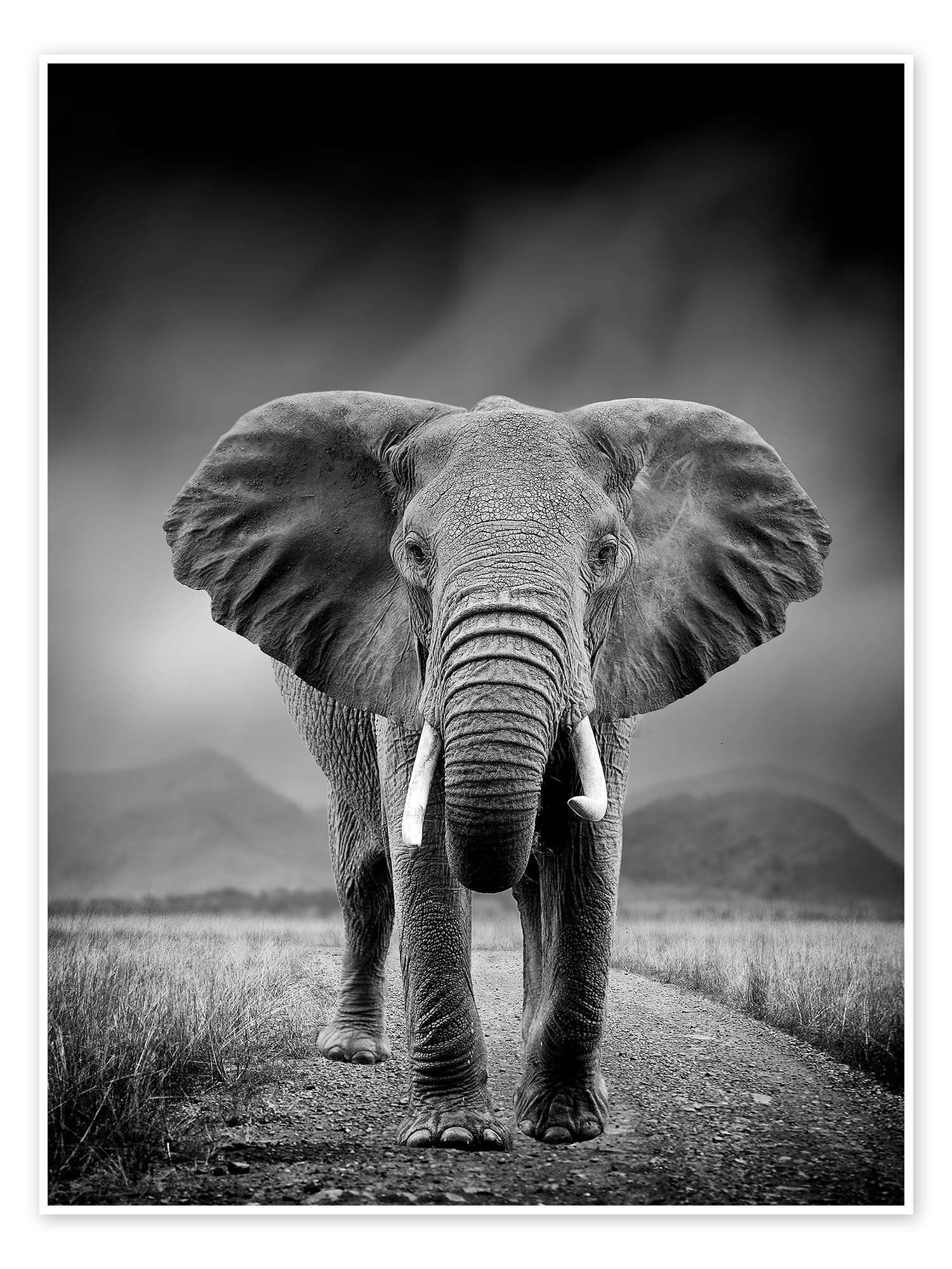 Posterlounge Poster Editors Choice, Elefant auf schwarzem Hintergrund, Wohnzimmer Fotografie