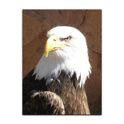 Bilderdepot24 Leinwandbild Adler, Tiere