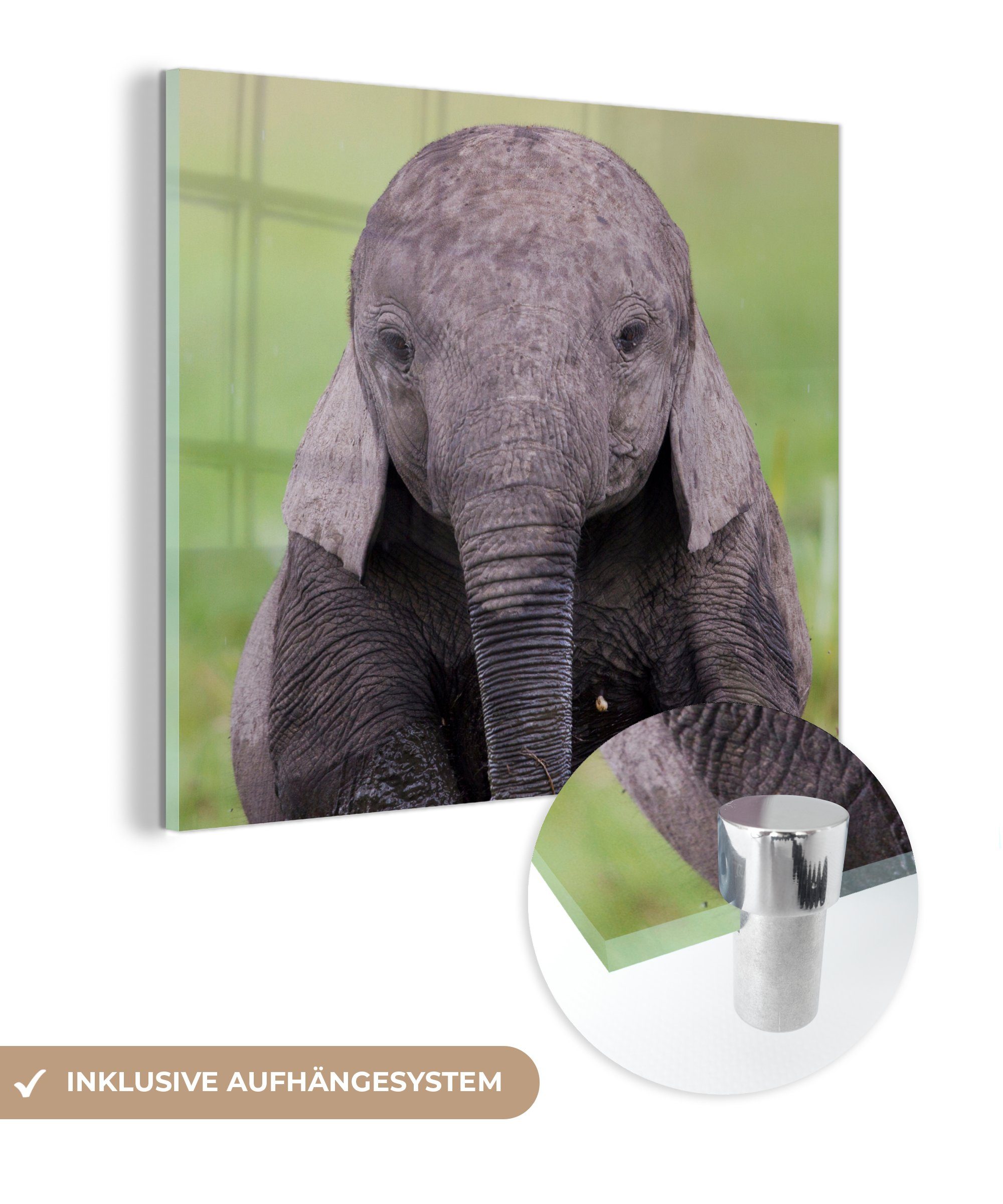 - - Acrylglasbild Tiere Elefant - Foto MuchoWow - - auf (1 Baby St), auf Wanddekoration - Glas Glasbilder - Glas Natur, Wandbild Gras Bilder