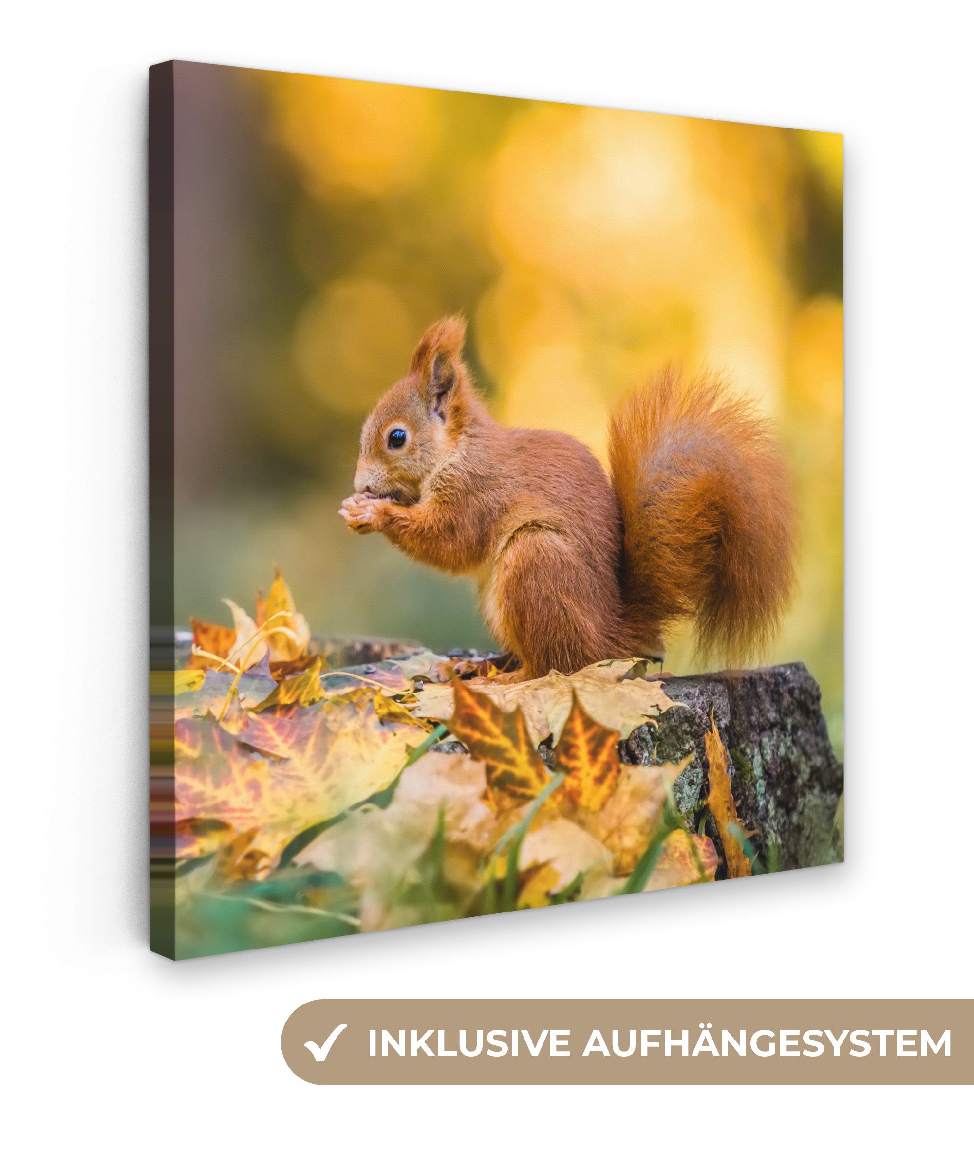 OneMillionCanvasses® Leinwandbild Eichhörnchen - Herbst - Tiere - Herbstlic günstig online kaufen