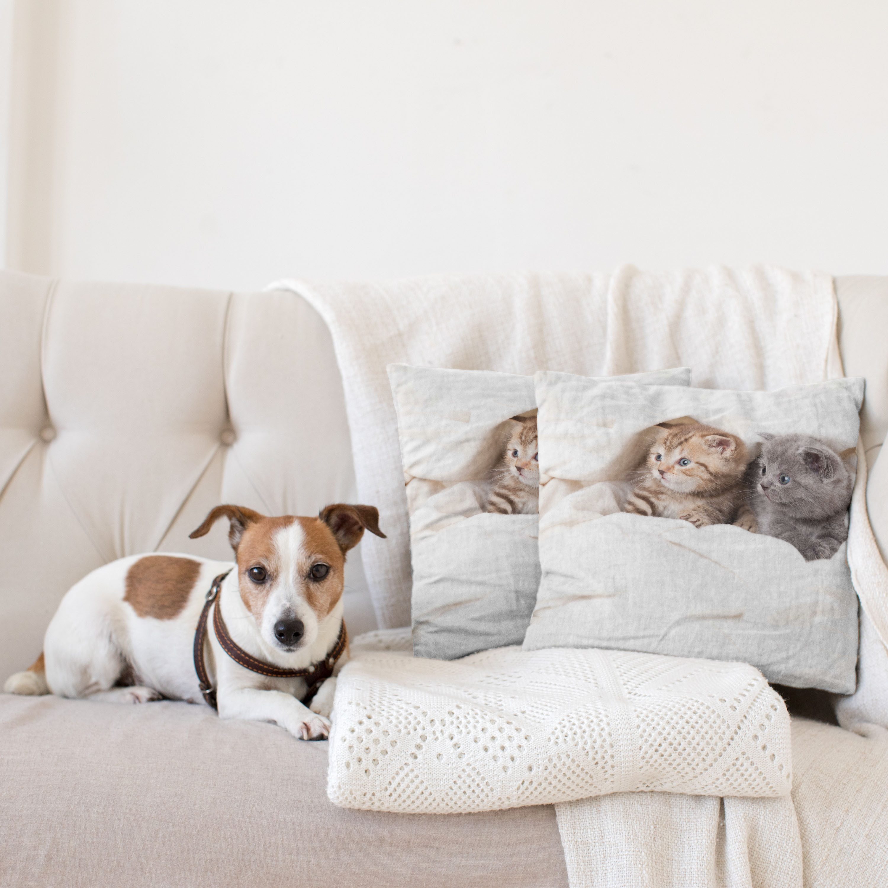 Abakuhaus Kissenbezüge Modern Accent Doppelseitiger Digitaldruck, (2 Stück), Tier Scottish Fold Kätzchen