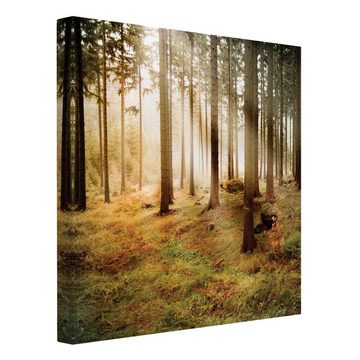 Bilderdepot24 Leinwandbild Wald Natur Modern Morning Forest grün braun Bild auf Leinwand XXL, Bild auf Leinwand; Leinwanddruck in vielen Größen