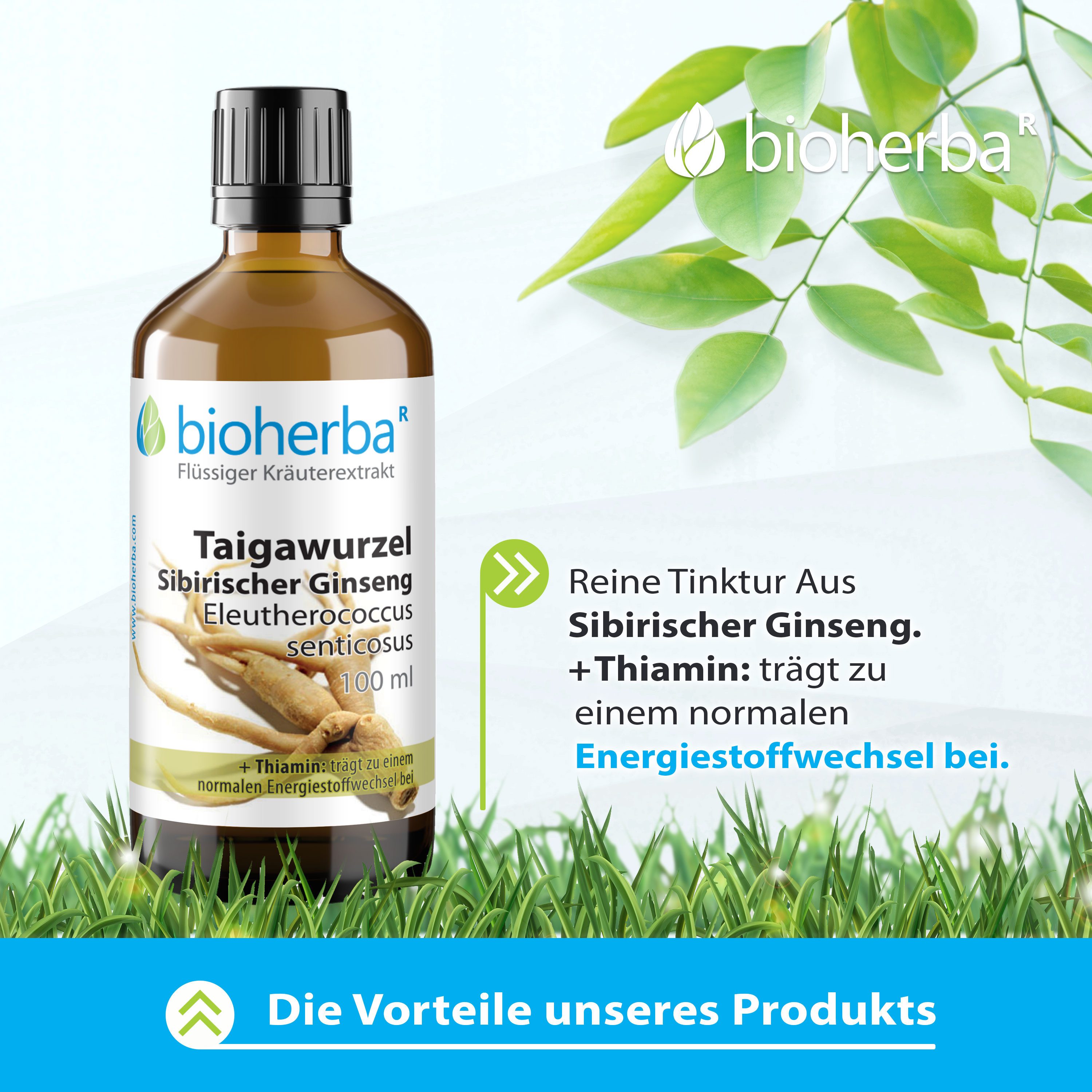 BIOHERBA R Bioherba Taigawurzel Sibirischer Ginseng Tropfen Tinktur 100 ml Nahrungsergänzungsmittel, 1 er