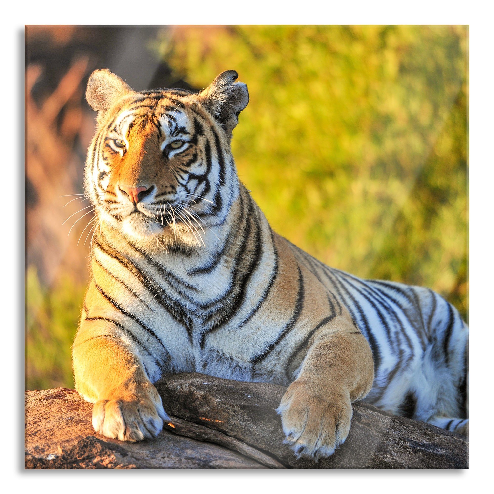 Tiger inkl. Tiger, St), Glasbild und Aufhängungen Abstandshalter Pixxprint Echtglas, Stolzer (1 Glasbild Stolzer aus