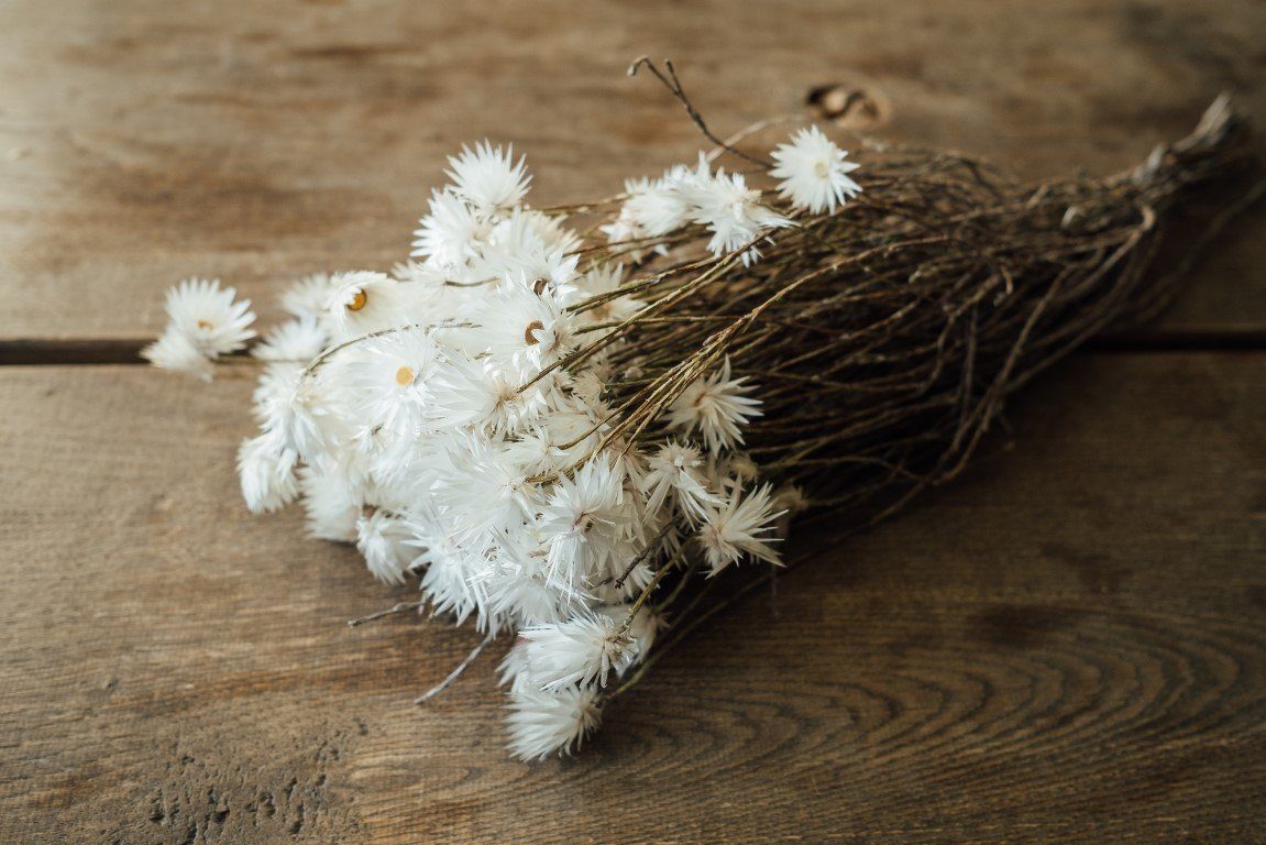 Trockenblume Kaap Flower Natur im Bund, günstig online kaufen
