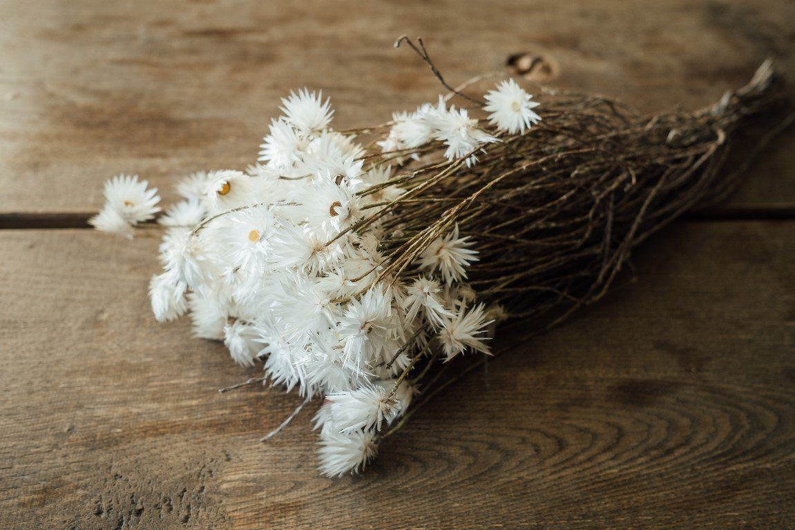 Trockenblume Kaap Flower 40-50 Länge Bund, Natur ca. NaDeco im cm