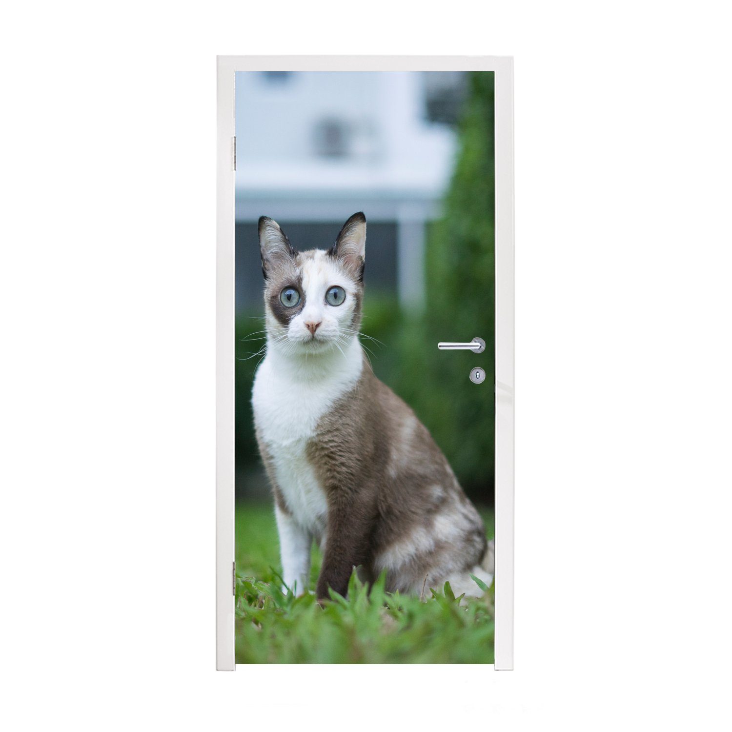 - cm 75x205 Gras - bedruckt, für Jungen Türaufkleber, St), Tür, Mädchen Katze Kind, - Fototapete MuchoWow - Siamese (1 Türtapete - Matt, - Kinder