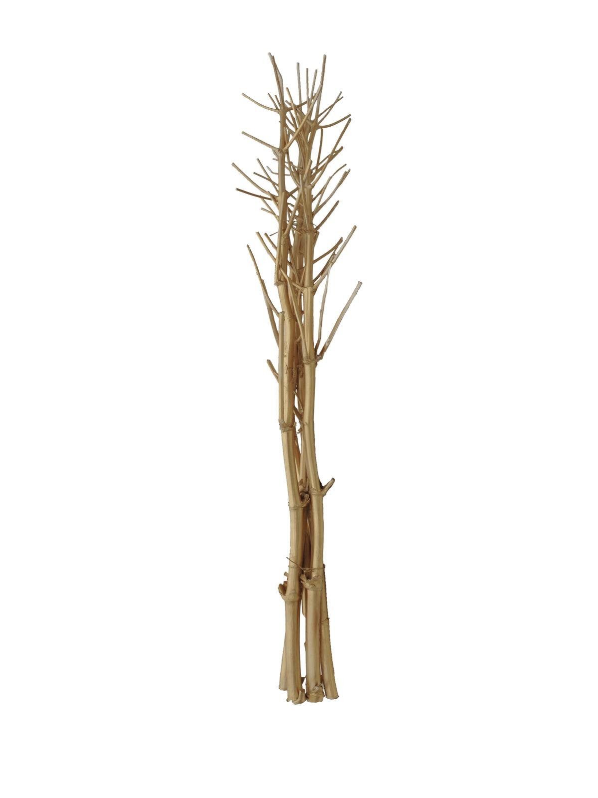 Trockenblume Weidenzweige, getrocknet, Gold, 160-200cm - Holz Deko Zweige, INNA-Glas, Höhe 200.0 cm