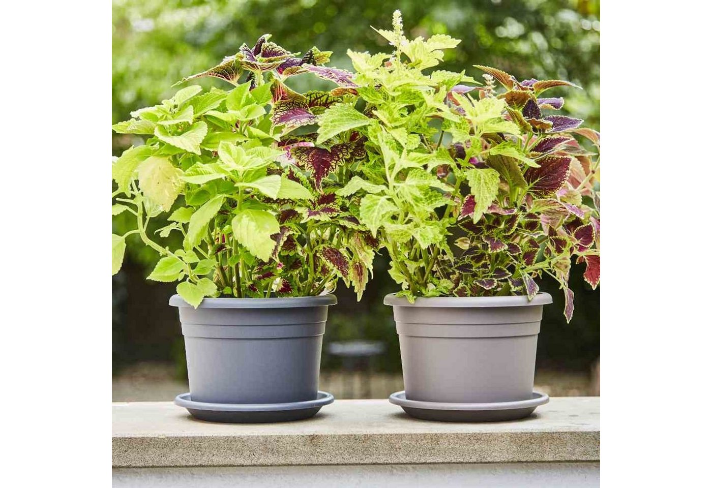 Thumbnail - Siena Garden Blumentopfuntersetzer Untersetzer Ø 24 cm, anthrazit zu Siena Garden Topf Cilindro Ø 25 cm