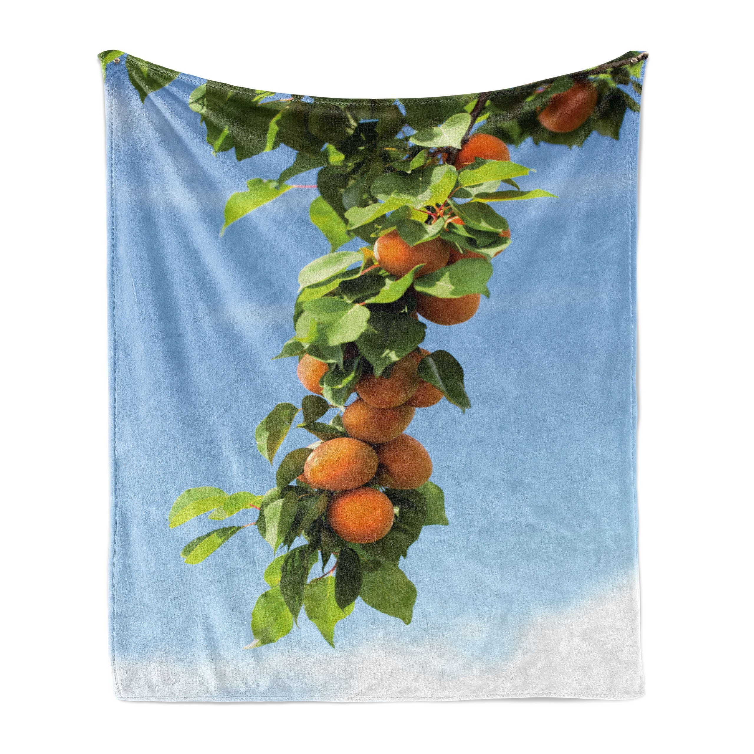 Wohndecke Aprikose den Aprikosen auf Baum Gemütlicher Außenbereich, für Abakuhaus, Innen- Plüsch Saftige und