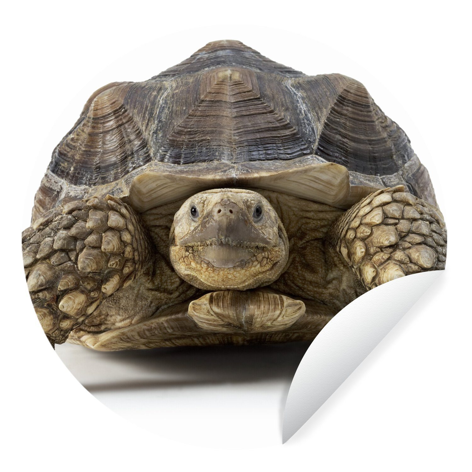 MuchoWow Wandsticker Schildkröte - Tiere - Weiß (1 St), Tapetenkreis für Kinderzimmer, Tapetenaufkleber, Rund, Wohnzimmer