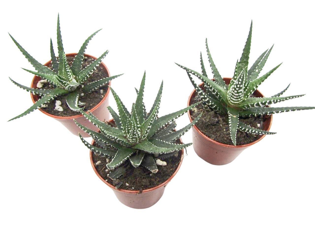 meinvipshop Dekoobjekt Zimmerpflanze Haworthia fasciata 'Big Band' 3er Set (Set, 3 St., 3er Set). Reduzierter Preis € 16,95. Unverbindliche Preisempfehlung € 21,90, (€ 16,95 pro 1 Stk)