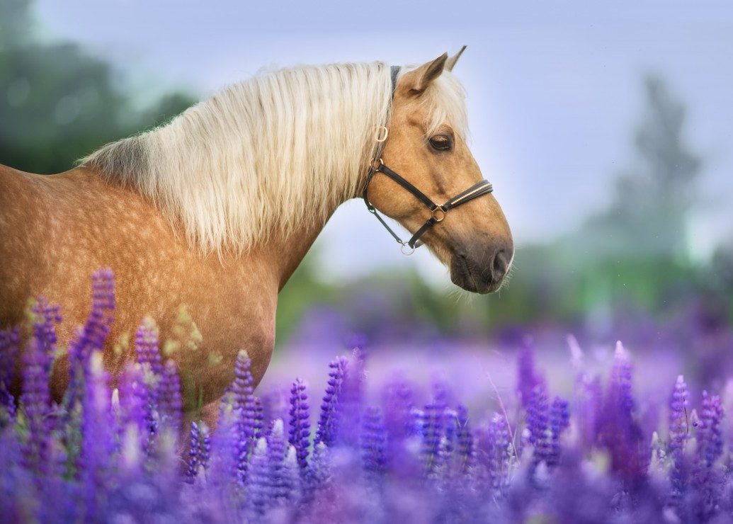 Bluebird Puzzle Puzzle Cheval dans un Champ de Lupin, Puzzleteile