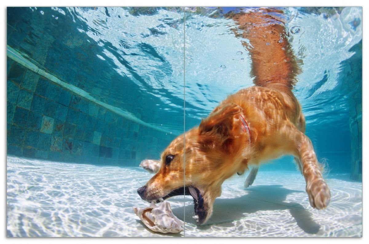 Wallario Herd-Abdeckplatte Tauchender Hund im Wasser Nahaufnahme, ESG-Sicherheitsglas, (Glasplatte, 2 tlg., inkl. 5mm Noppen), verschiedene Größen