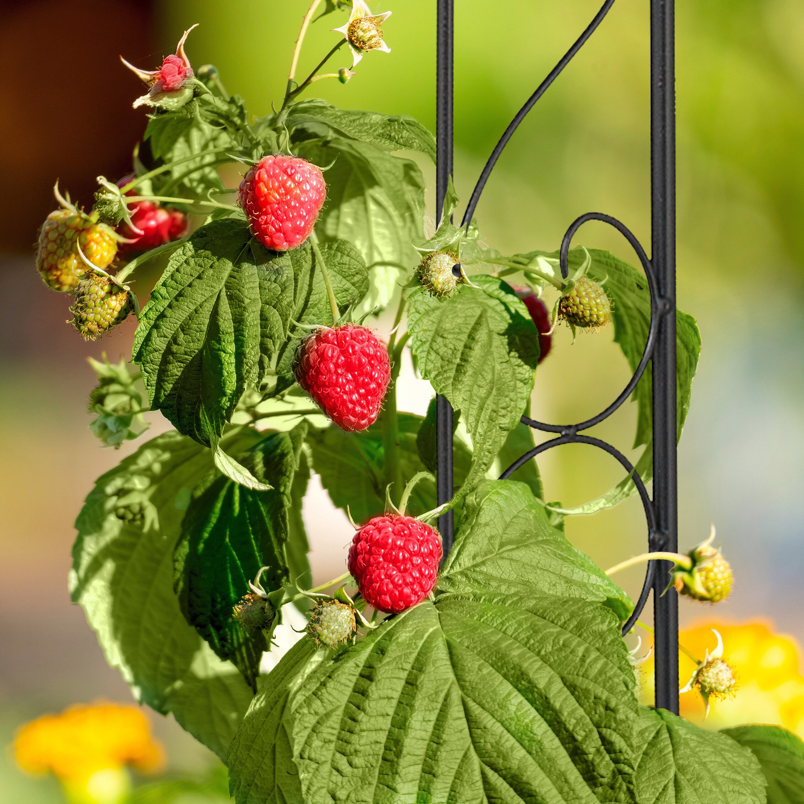 relaxdays Rankhilfe mit Haken 145 cm, 1 St.