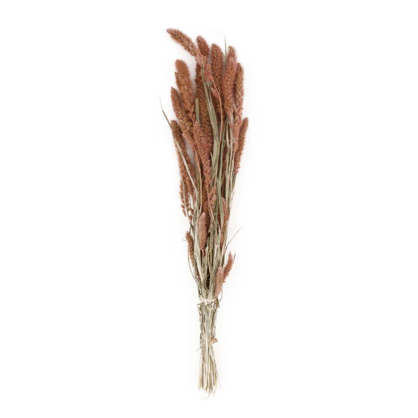 Trockenblume Borstenhirse rot - Setaria - 66x15x6 cm, DIJK