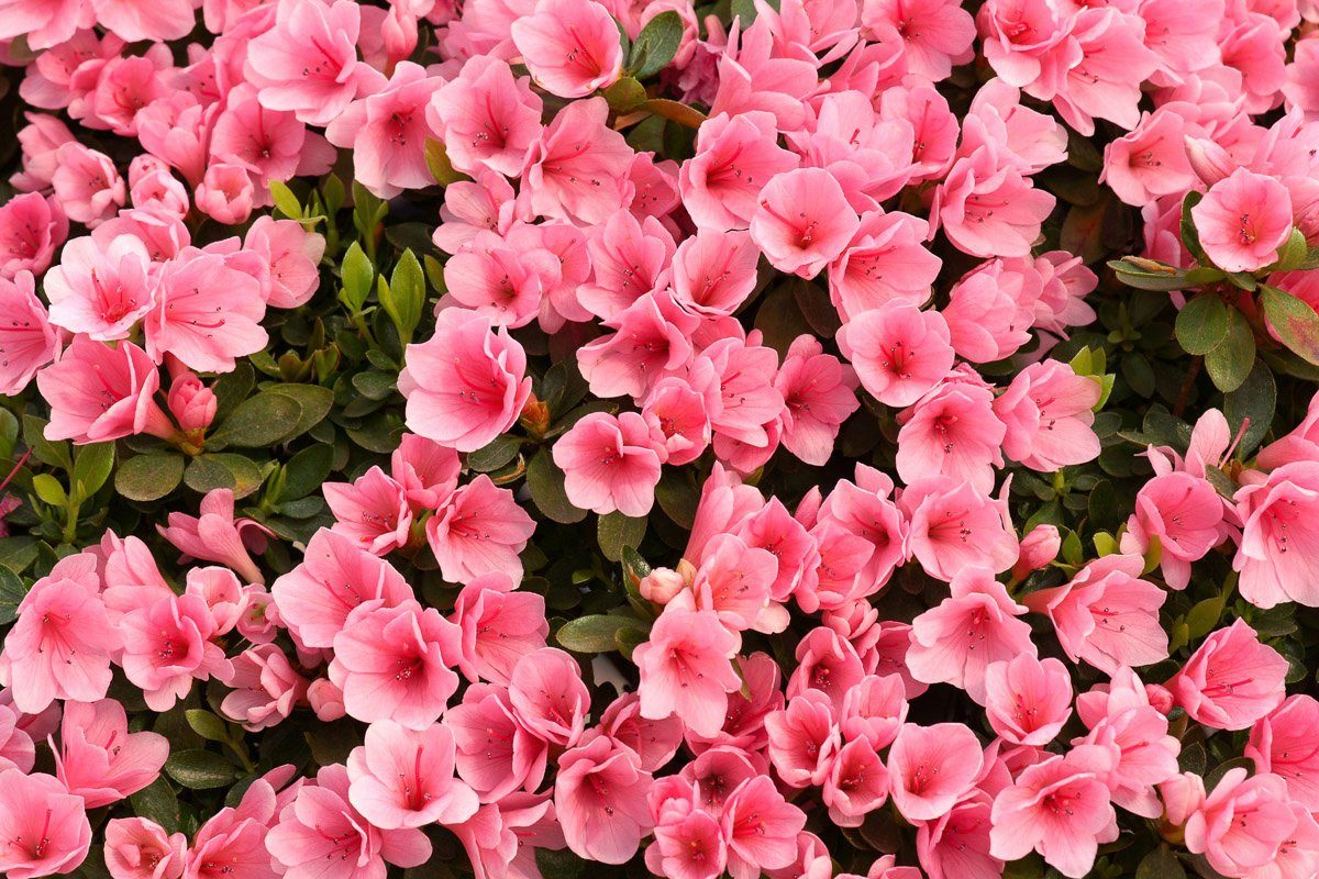 Fototapete Blumen