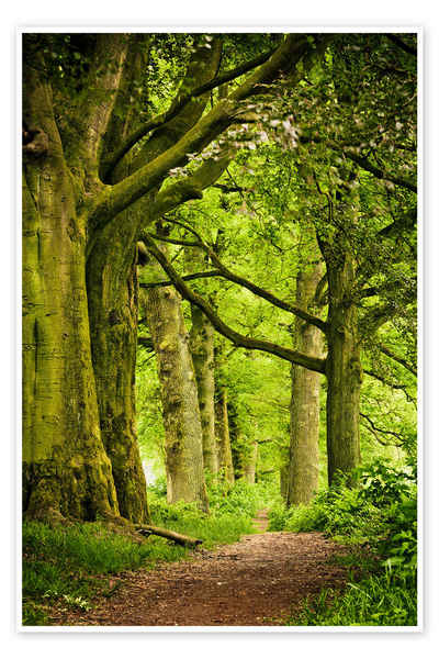 Posterlounge Poster Editors Choice, Schöne Frühlingsfarben in einem Wald, Fotografie