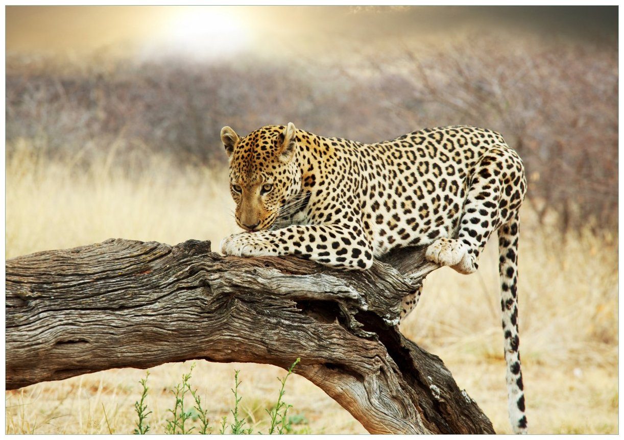 Wallario Wandbild, Leopard auf Baumstamm in Afrika, in verschiedenen  Ausführungen