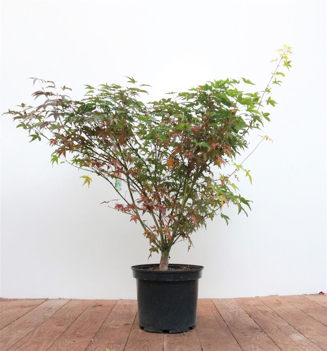 Pflanzen für Dich Gehölze Acer palmatum Tobisho, 1 St., Japanischer Ahorn, Fächerahorn