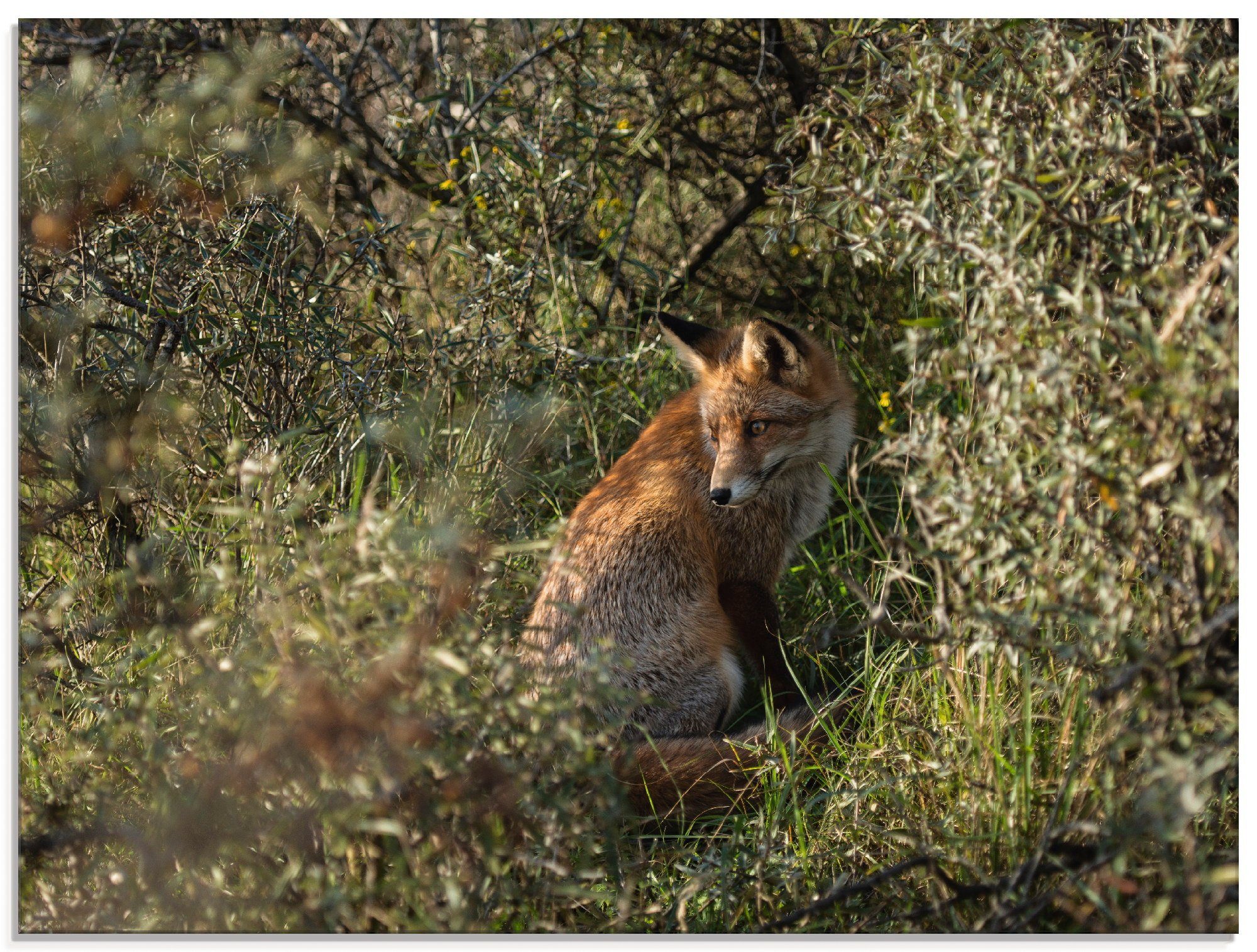St), verschiedenen II, (1 Artland Fuchs Größen Wildtiere Glasbild in