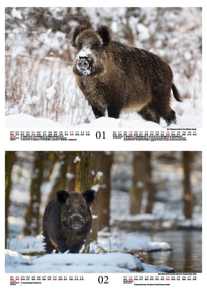 Thumbnail - Seelenzauber Wandkalender Wildschweinzauber DIN A4 Kalender für 2025 Schweine Schweinchen