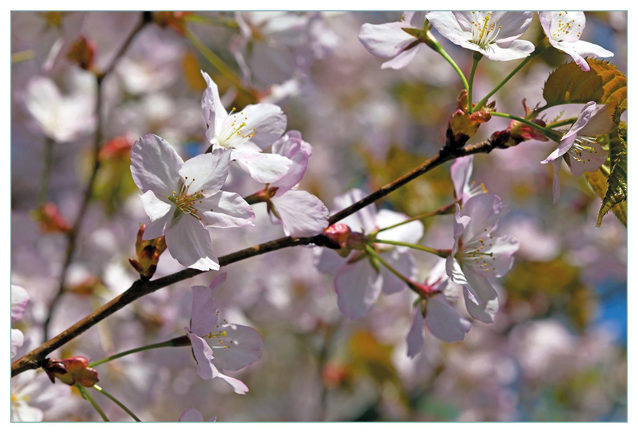 Wallario Küchenrückwand Kirschblüten in zartem Rosa - Frühling im Garten, (1-tlg)