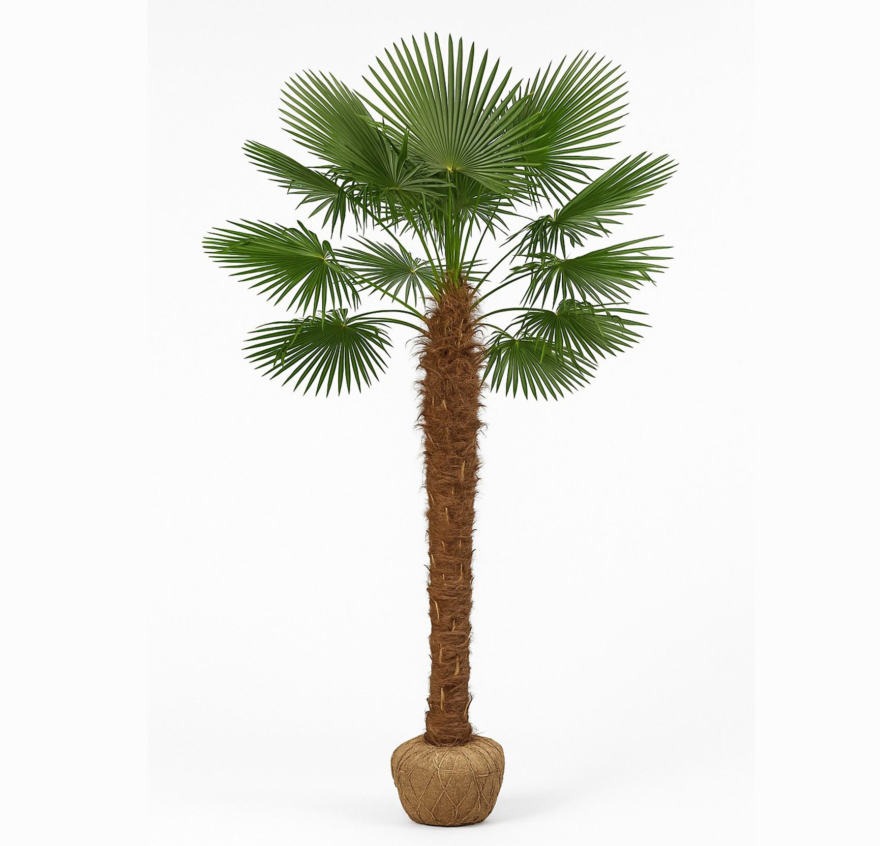 Palms-Store Baum Palme Trachycarpus Fortunei ca. 250 cm Höhe Winterhart –19 °C, Lieferung im kräftigen Wurzelballen, sofort pflanzbereit
