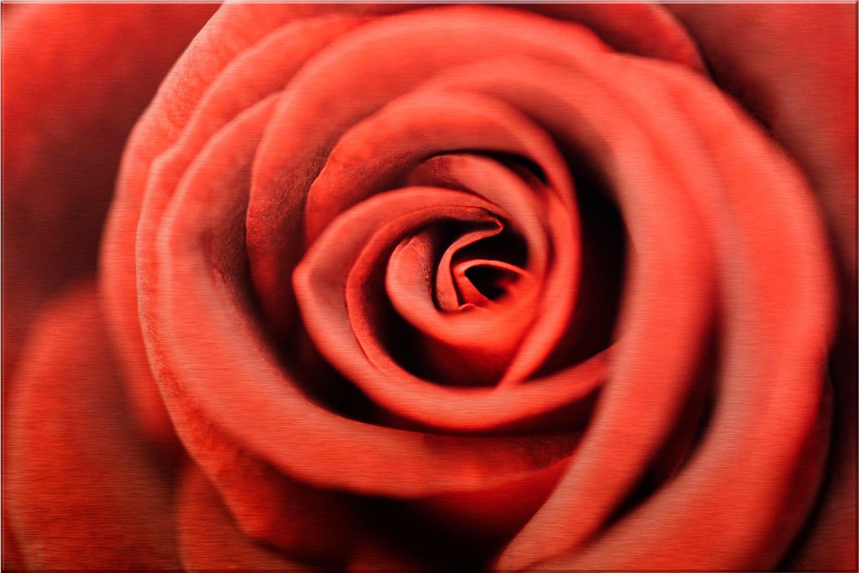 Wall-Art cm 120/75 Rose, Alu-Dibond-Druck Rote