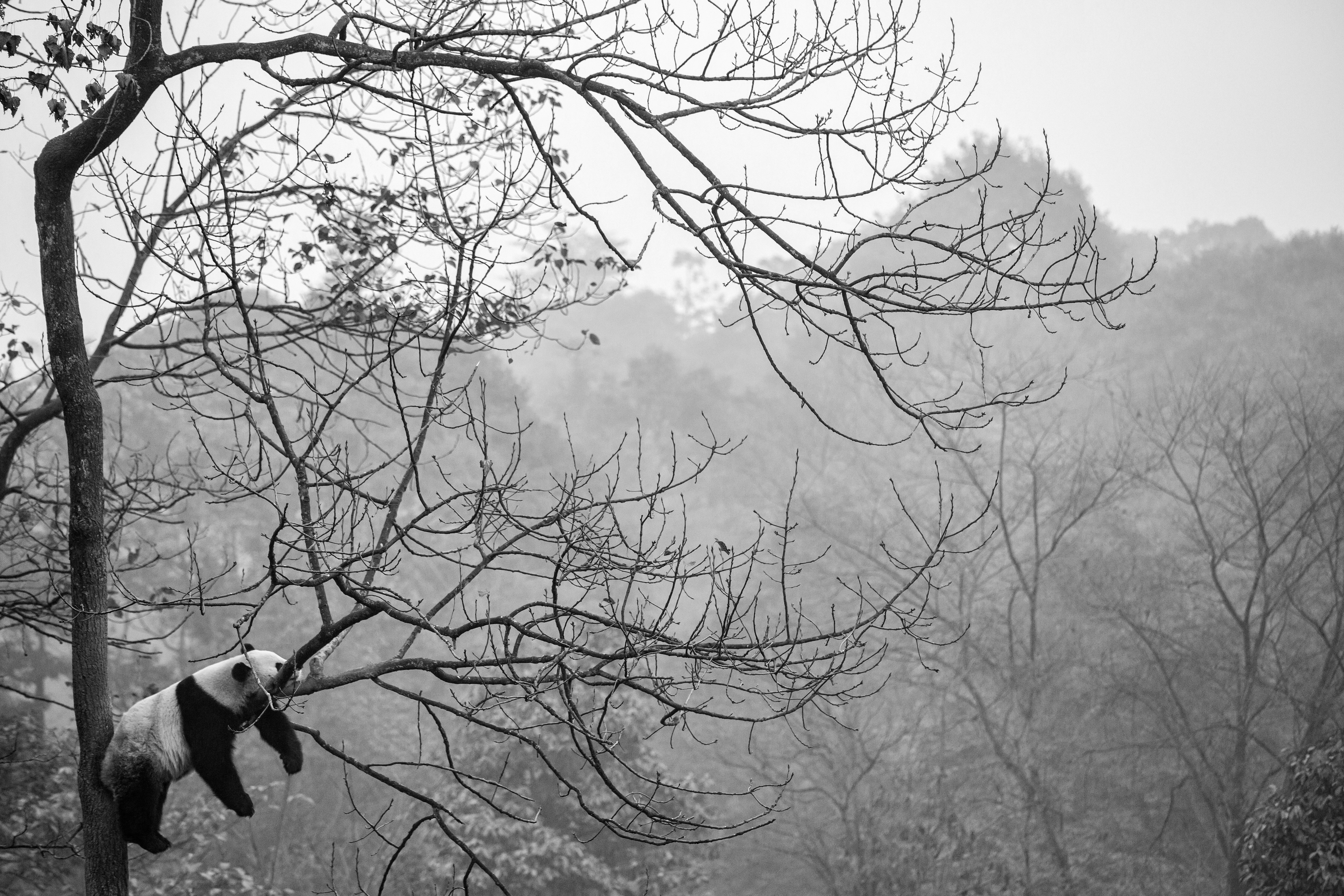 Fototapete VLIES-Tapete Premium Panda Bär Baum Natur Schwarz Weiß