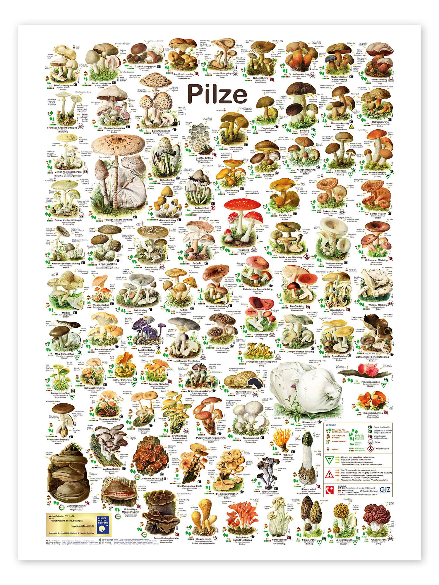 Posterlounge Wandbild Pilze, Planet Poster Editions, erhältlich als Poster, Leinwandbild, Wandsticker oder Acrylglasbild