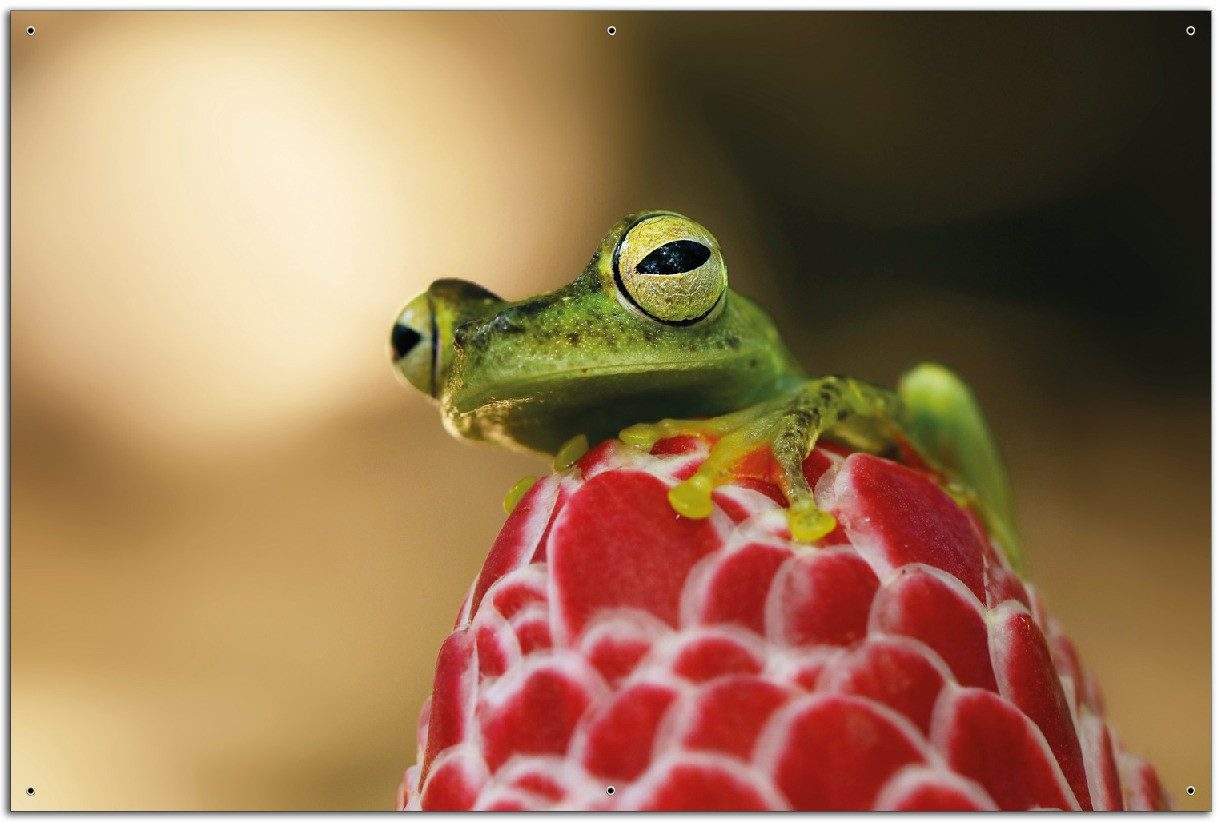 Wallario Sichtschutzzaunmatten Frosch sitzt auf einer Knospe