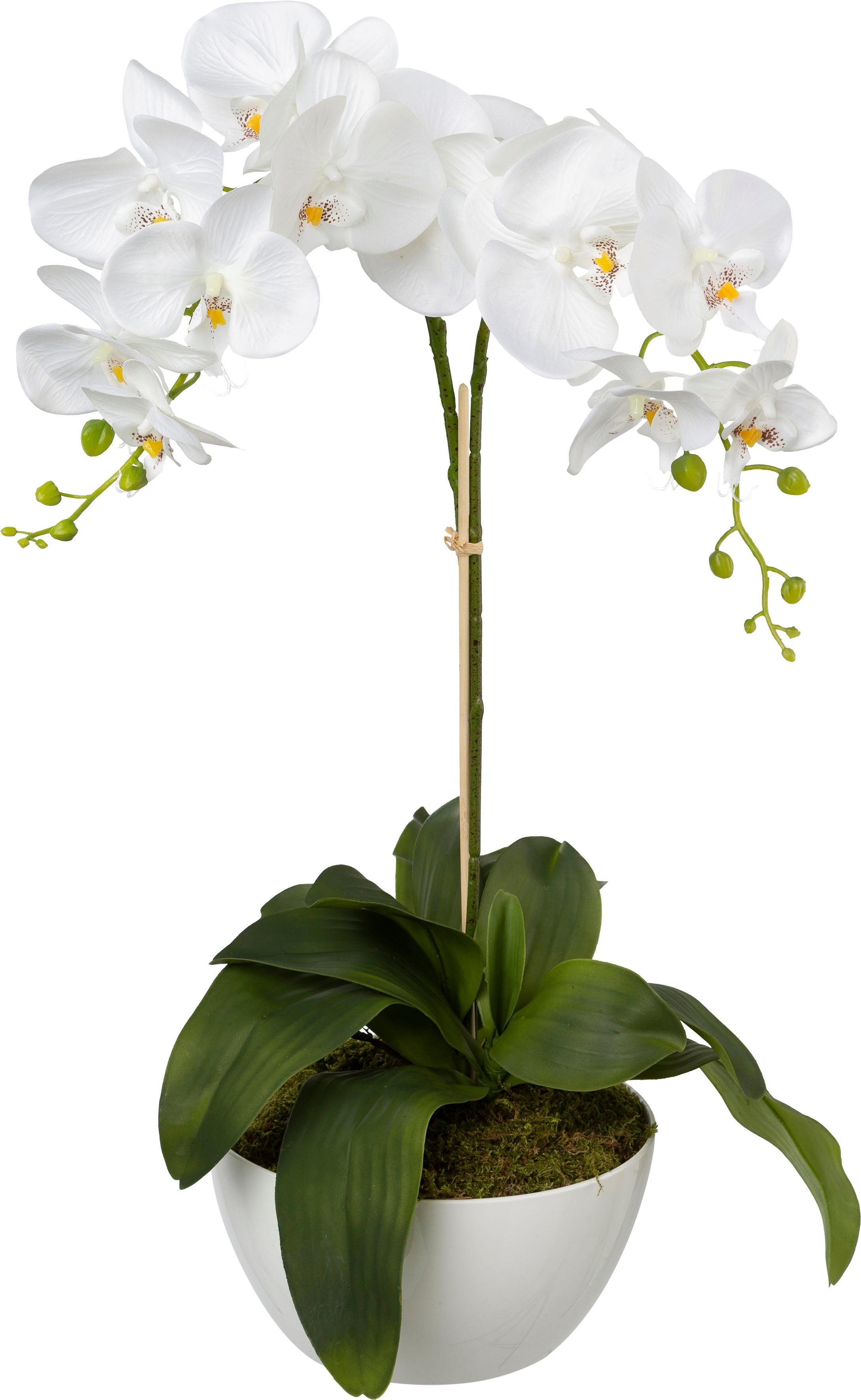 Kunstpflanze Orchidee, Creativ green, Höhe 65 günstig online kaufen