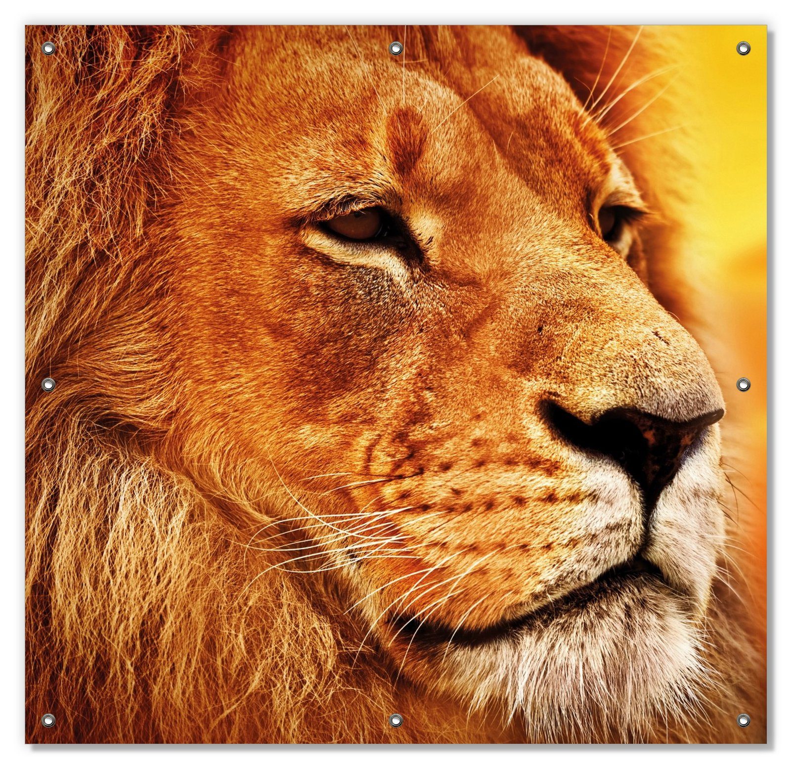 Sonnenschutz Prächtiger Löwe in der Savanne, Wallario, blickdicht, mit Saugnäpfen, wiederablösbar und wiederverwendbar