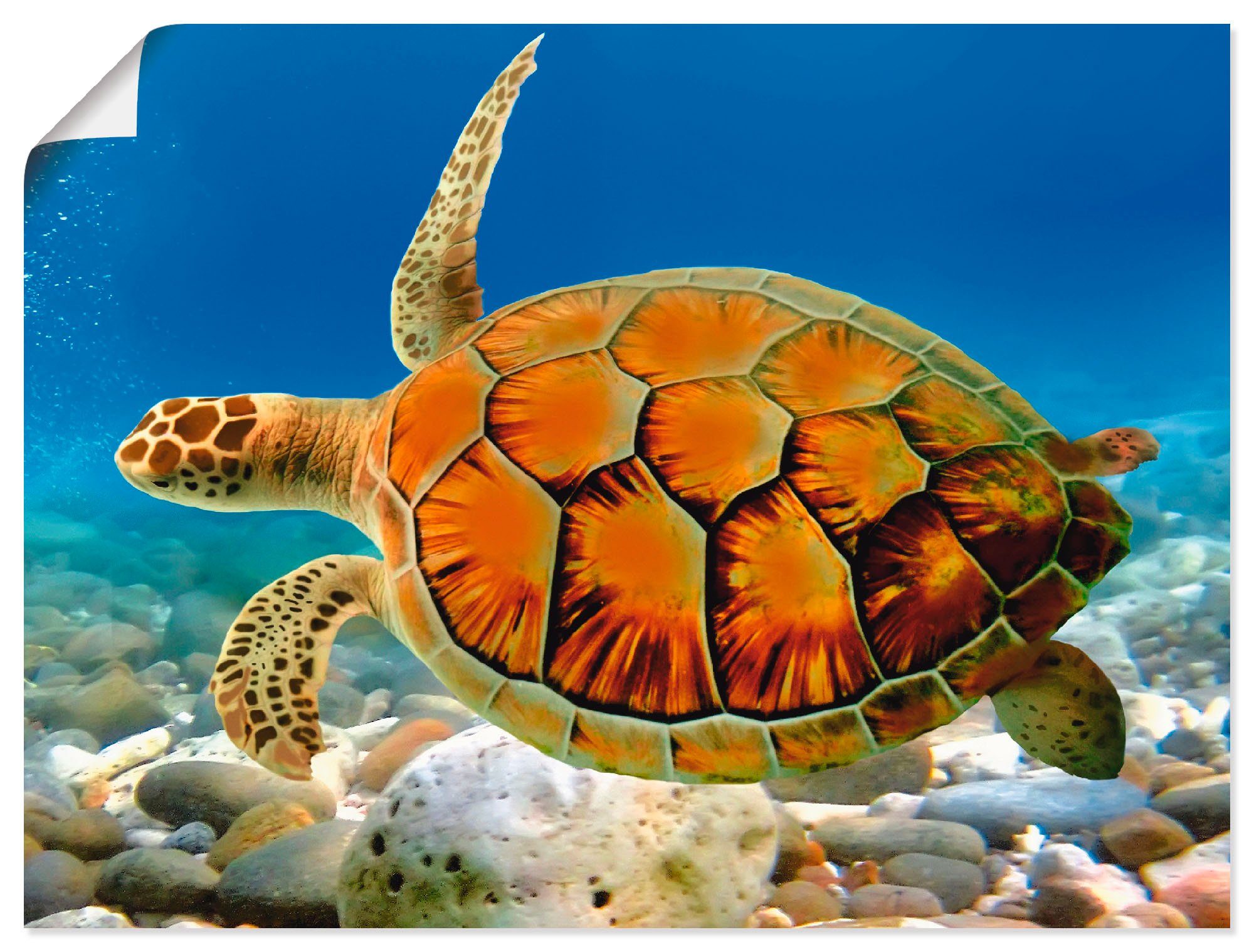 Artland Wandbild Schildkröte, Wassertiere (1 St), als Alubild, Leinwandbild, Wandaufkleber oder Poster in versch. Größen