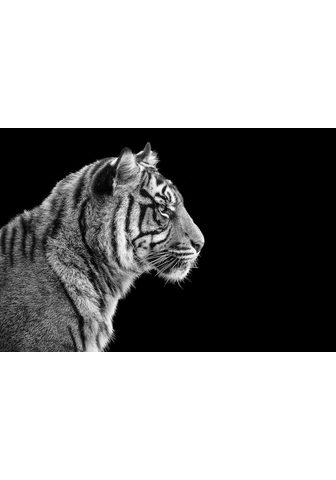 Papermoon Fototapetas »Sumatra-Tiger-Porträt« Vl...