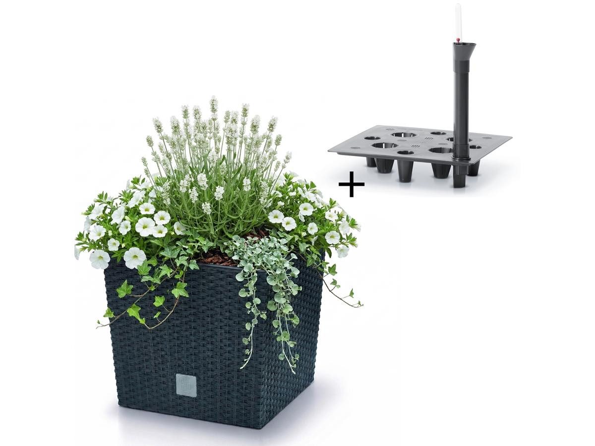 Prosperplast Blumentopf Rato Low DRTS265L, inkl. Bewässerungssystem & Pflanzeinsatz, Rattanoptik, eckig