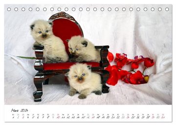 CALVENDO Wandkalender Katzenparade (Tischkalender 2024 DIN A5 quer), CALVENDO Monatskalender